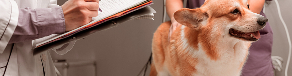 Curso gratuito Certificación en Técnicas de Diagnóstico Veterinario para Titulados Universitarios en Veterinaria (Online) cursos gratuitos