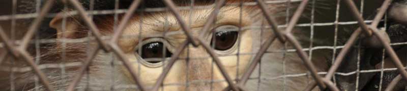 Curso gratuito Cuidador de Parques Zoológicos cursos gratuitos