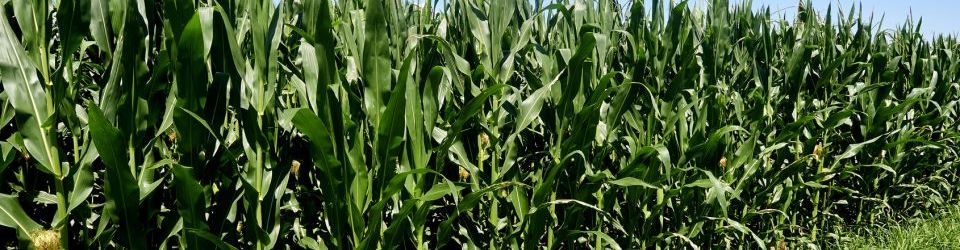 Curso Gratuito Curso en Derecho Agroalimentario cursos gratuitos