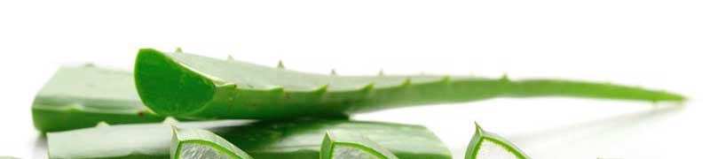 Curso gratuito Experto en Plantas Medicinales (Acreditado) cursos gratuitos