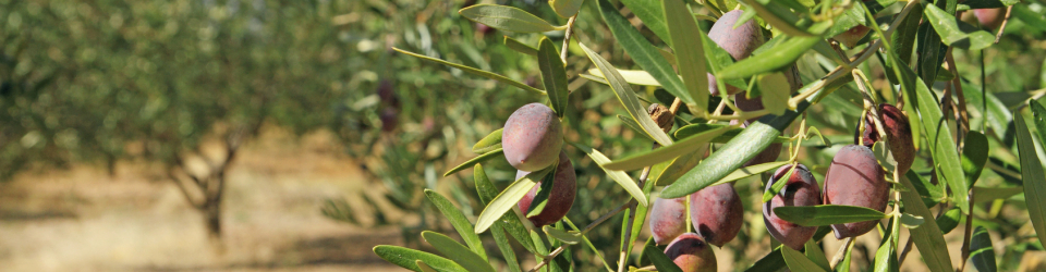 Curso Gratuito Experto en Sistemas Agrarios cursos gratuitos