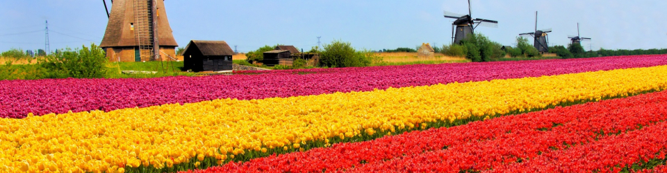 Curso Gratuito UF0276 Elaboración de Composiciones en Floristería (Online) cursos gratuitos