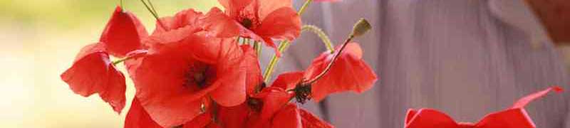 Curso Gratuito UF0277 Supervisión y Coordinación de los Trabajos de Elaboración y Acabado de Composiciones Florales, Decoraciones y Ambientaciones cursos gratuitos