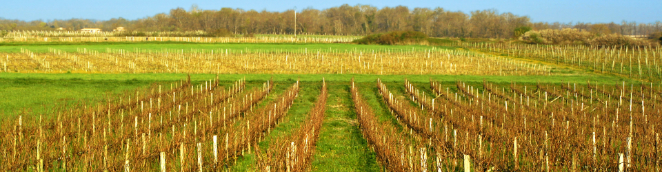 Curso Gratuito UF0933 Procesos Fermentativos cursos gratuitos