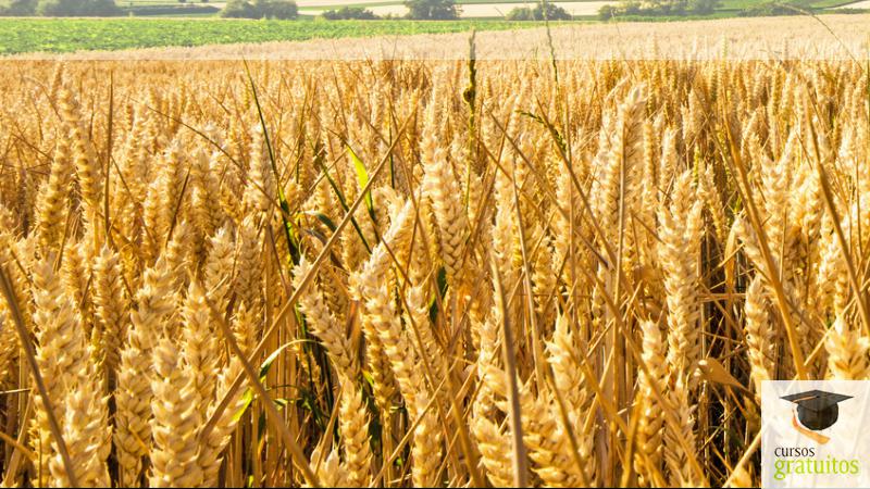 Cursos gratuitos Cría De Caballos Agan0208 cursos gratuitos