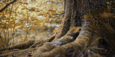 Curso gratuito Técnico Profesional en Gestión Medioambiental UNE-EN-ISO-14001:2015 (Online)