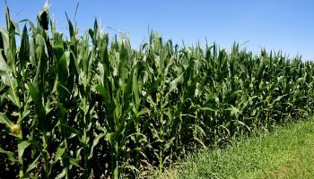 Curso Gratuito Curso en Derecho Agroalimentario Curso Gratuito Curso en Derecho Agroalimentario