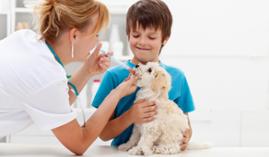 Especializacion-Hospitalizacion-Veterinaria