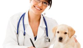 Curso gratuito Máster Business en Medicina Veterinaria