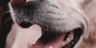 Curso Gratuito Monitor en Terapia Asistida con Perros