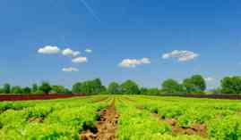 Curso gratuito Transporte y Almacenamiento de Cultivos Herbáceos