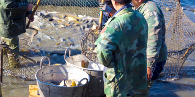 Curso Gratuito UF1226 Elaboración de Congelados de Productos de la Pesca