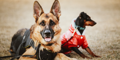 Curso Gratuito UF2742 Adiestramiento de Perros en Búsqueda y Localización de Personas mediante Venteo, en Grandes Áreas